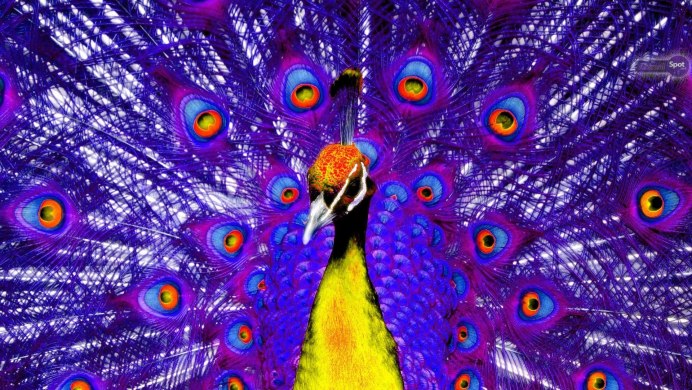 Purple Peacock