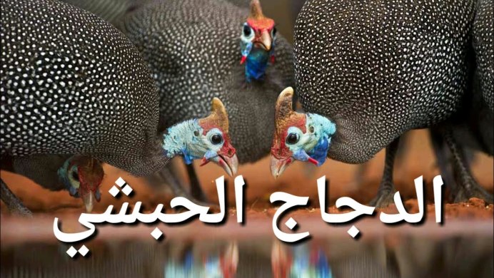 Гвинейская цесарка