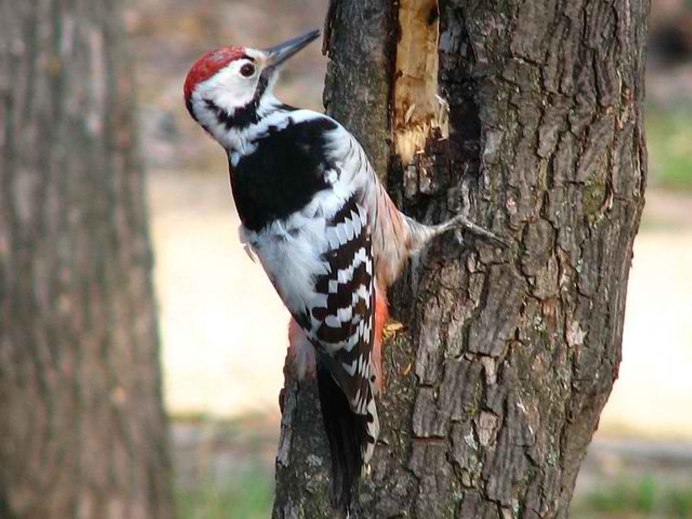 Downy Woodpecker
