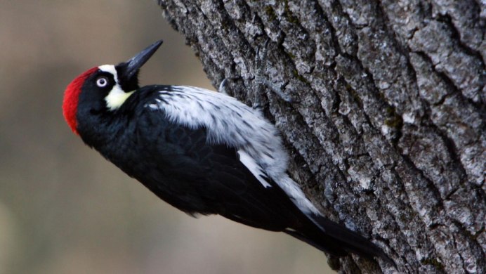 Downy Woodpecker
