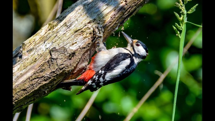 Pileated Woodpecker