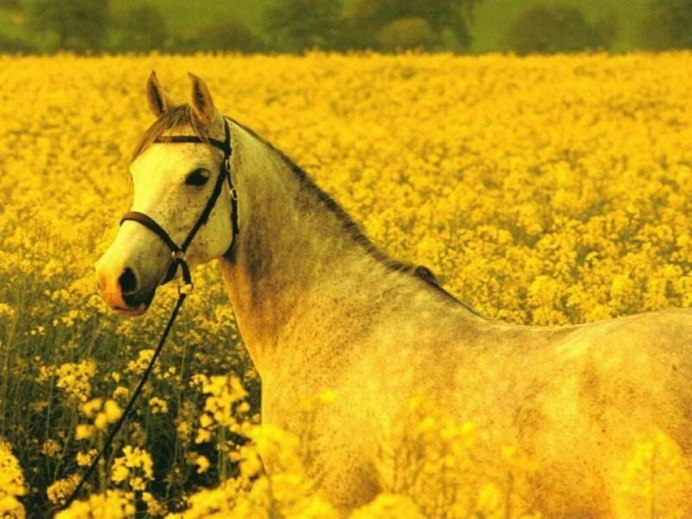 Лошадь на желтом лугу