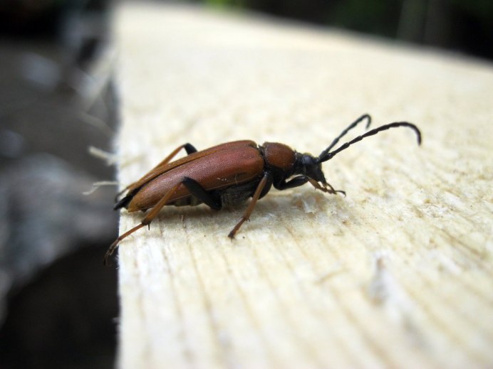 Хлебный Точильщик (Stegobium paniceum)