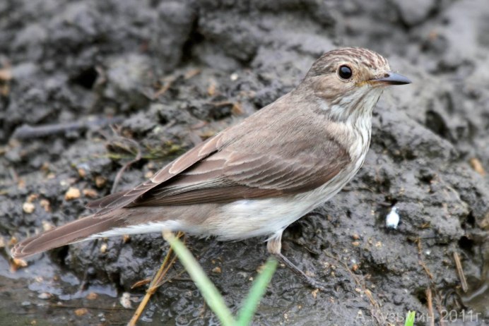Серая мухоловка (Muscicapa striata)