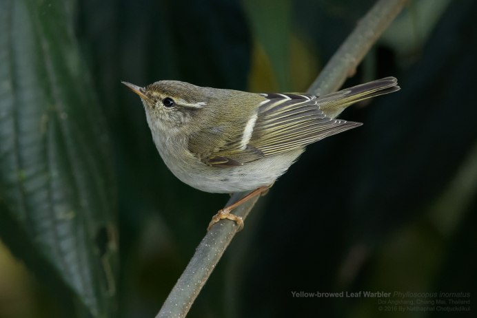 Leaf Warblers