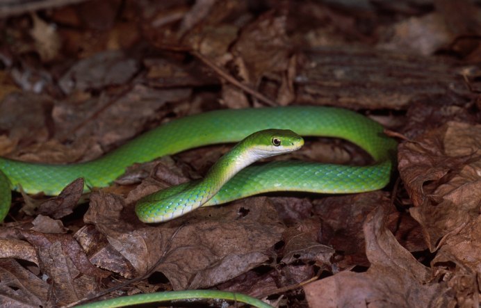 Trimeresurus stejnegeri