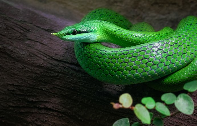 Atheris Desaixi