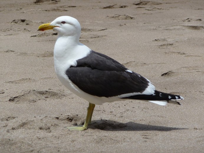 Чайка Seagull
