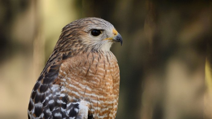 Дербник (Falco columbarius)