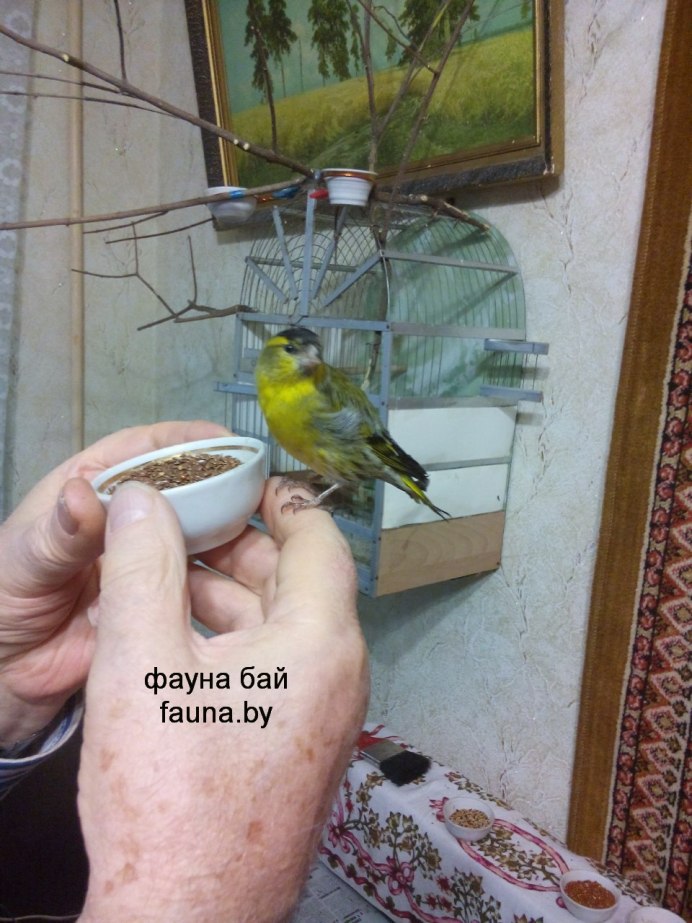 Чиж и щегол