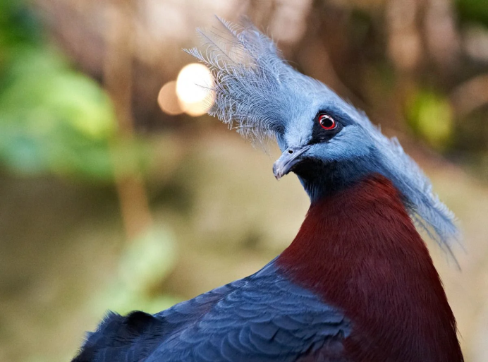 Red Browed Finch