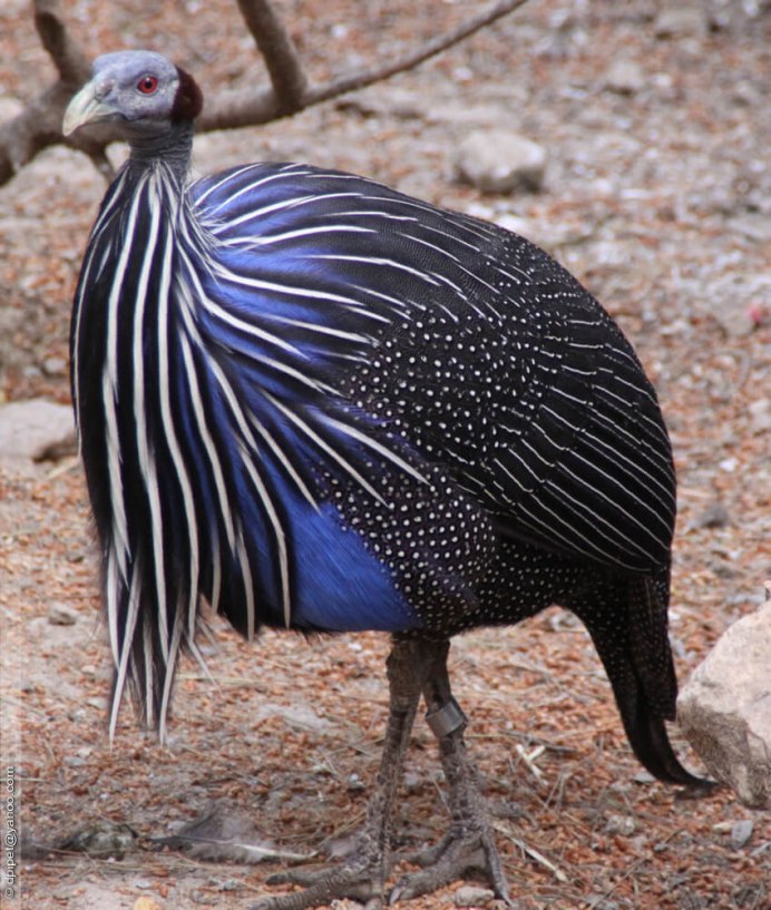 Кагу (Rhynochetos jubatus)