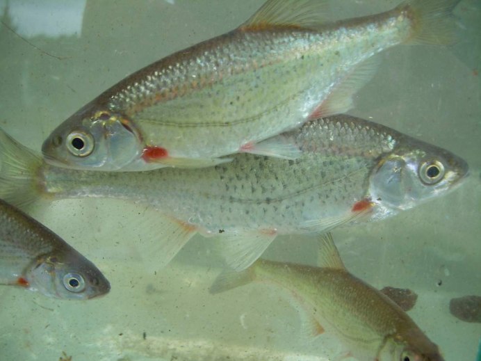 Быстрянка - Alburnoides bipunctatus