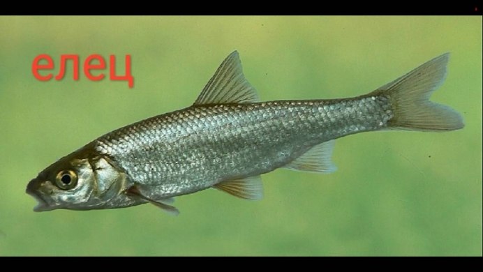 28 Рыб