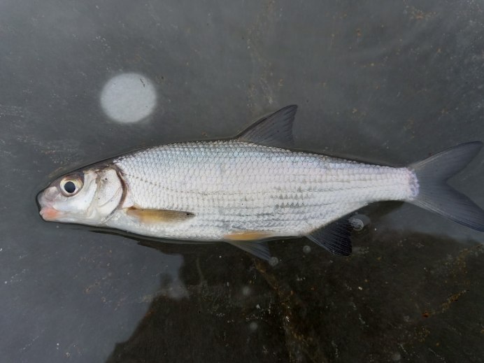 Чехонь Pelecus cultratus