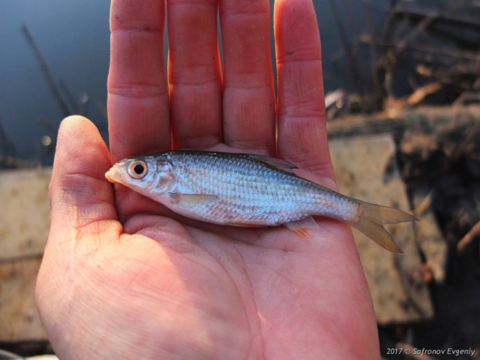 Язь Leuciscus idus