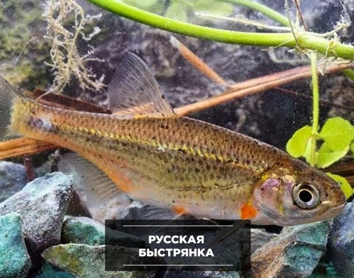 Рыба Быстрянка малек