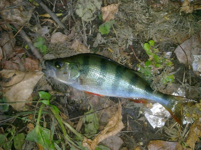 Русская Быстрянка – Alburnoides bipunctatus rossicus (Berg, 1924)