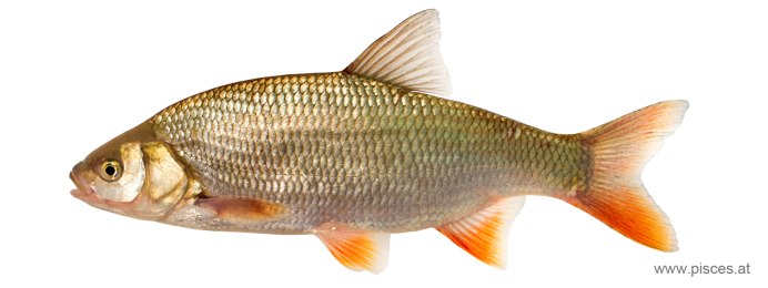 Чехонь Азовская