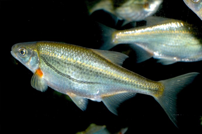 Быстрянка - Alburnoides bipunctatus