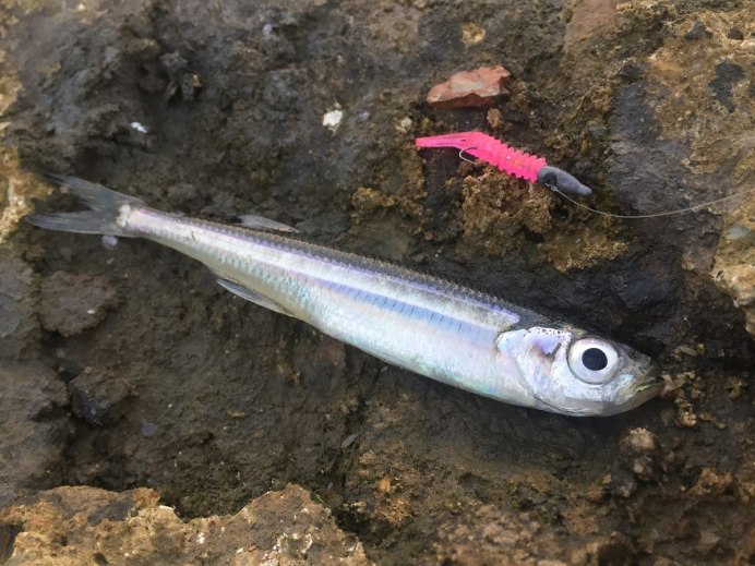 Быстрянка - Alburnoides bipunctatus