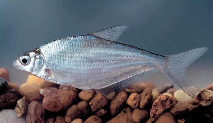 Верховка Leucaspius delineatus