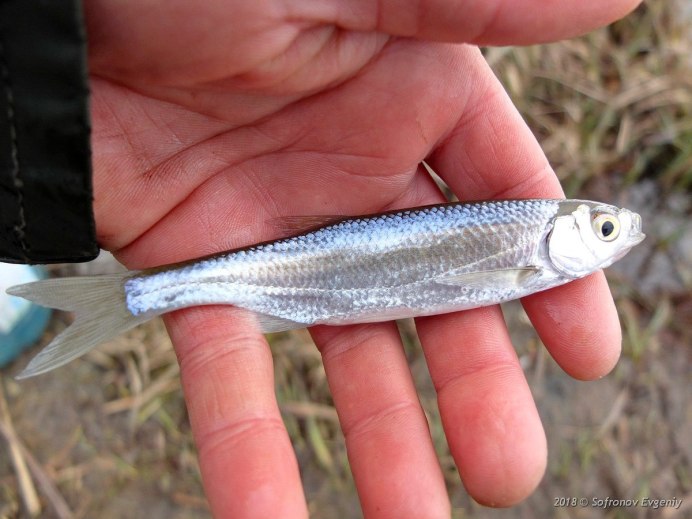 Плотва rutilus rutilus