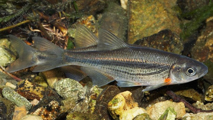 Быстрянка - Alburnoides bipunctatus