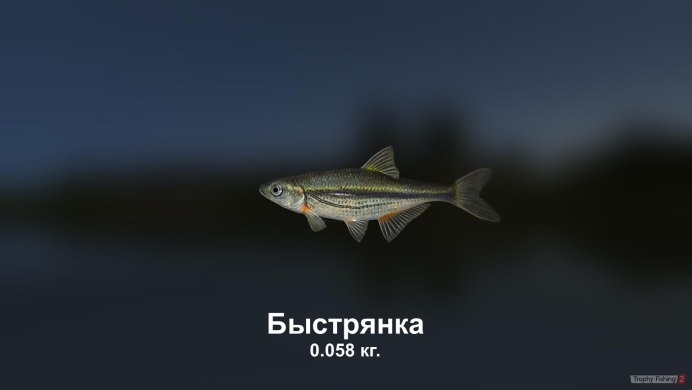 Гольян Озерный