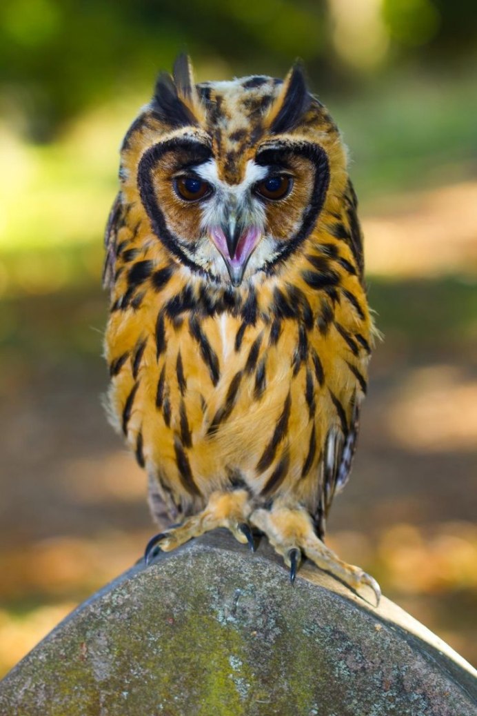 Ушастая Сова (лат. ASIO Otus)