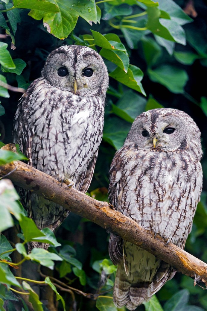 Воробьиный Сыч (Glaucidium passerinum l.),