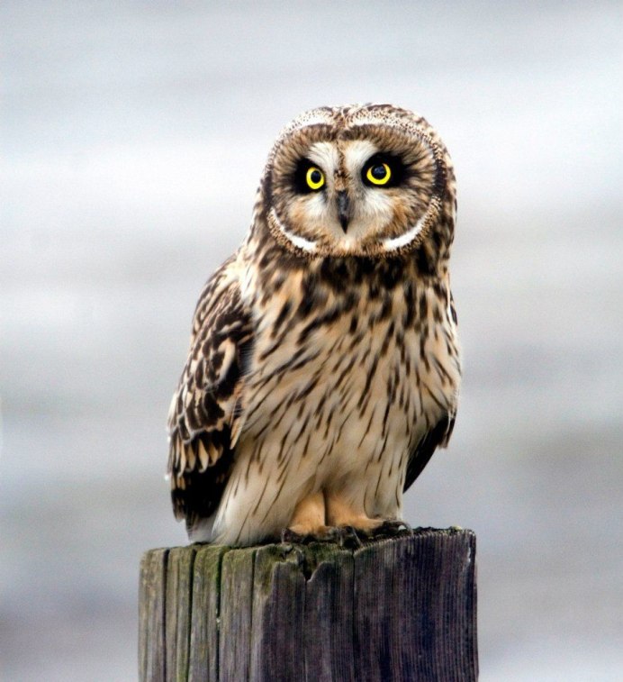 Филин обыкновенный (Bubo Bubo)