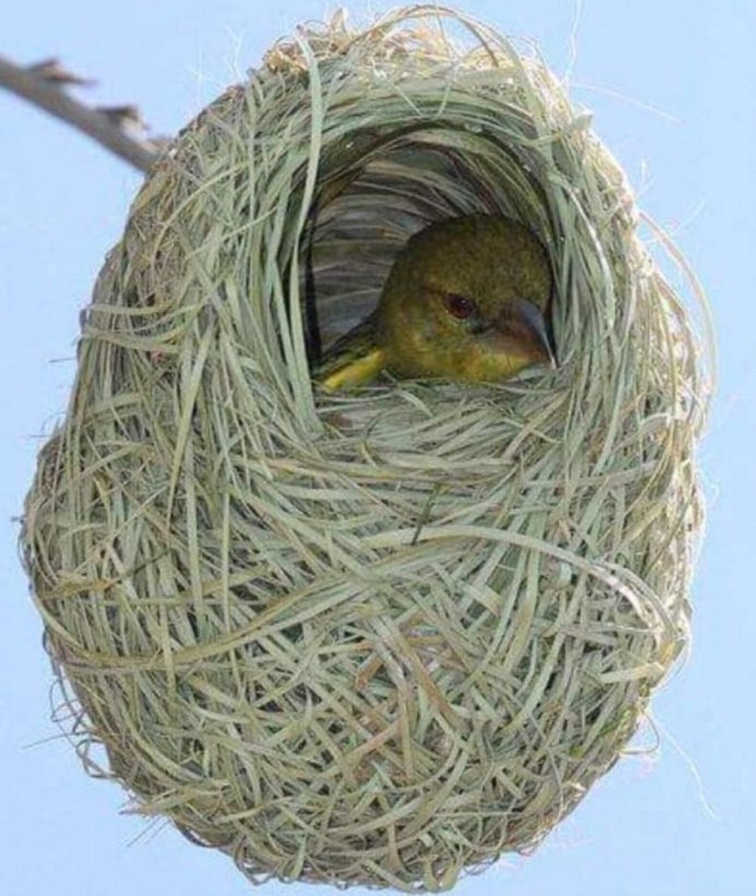 Гнездо синицы Ремез