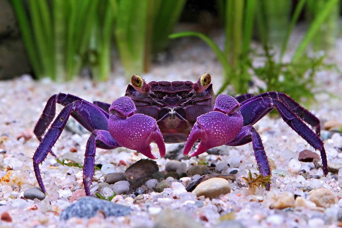 Smooth Box Crab