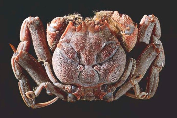Smooth Box Crab