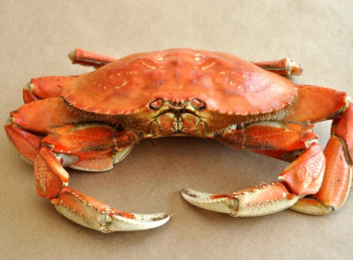 Красный рифовый краб