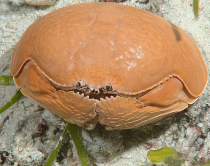 Spanner Crab