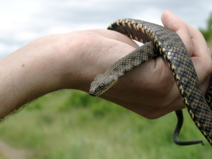 Водяной уж (Natrix tessellata)