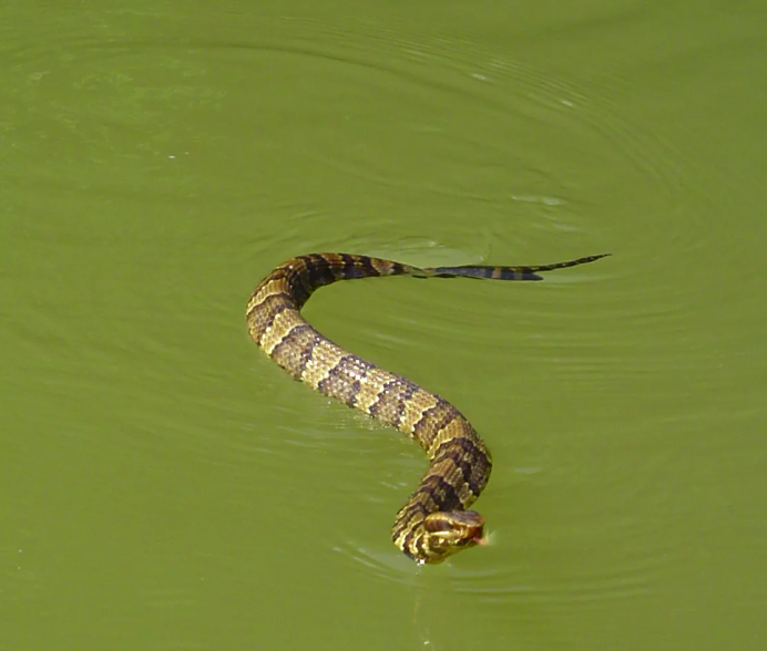 Водяной щитомордник