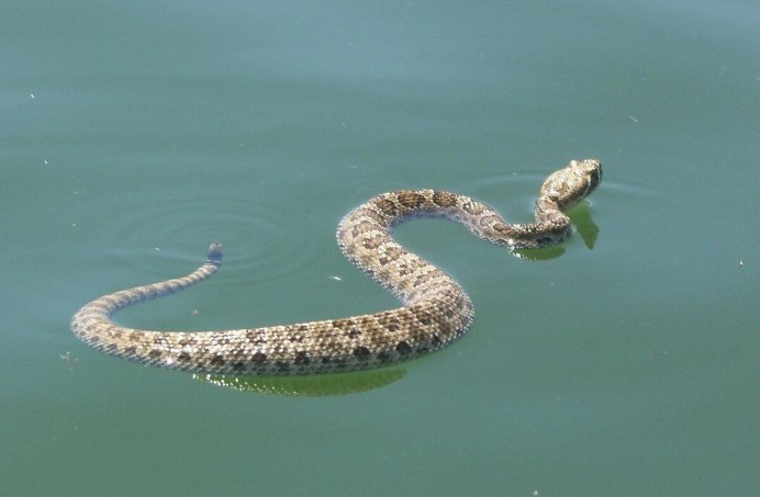 Уж бычколов в Азовском море