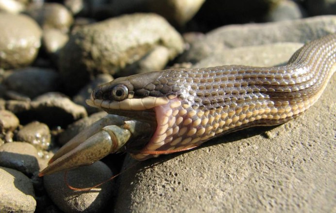 Водяной уж (Natrix tessellata)