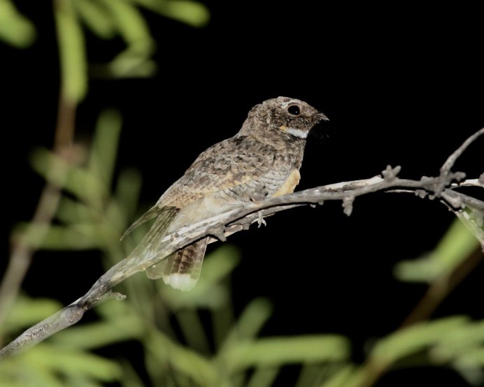 Обыкновенный козодой (Caprimulgus europaeus)