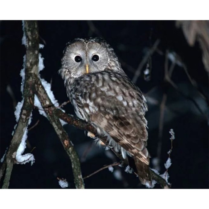 Козодой (Caprimulgus europaeus)