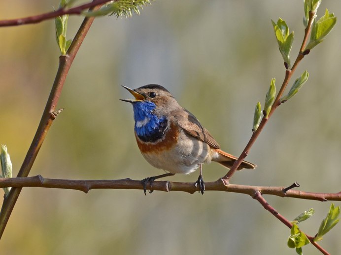 Зяблик Геншин