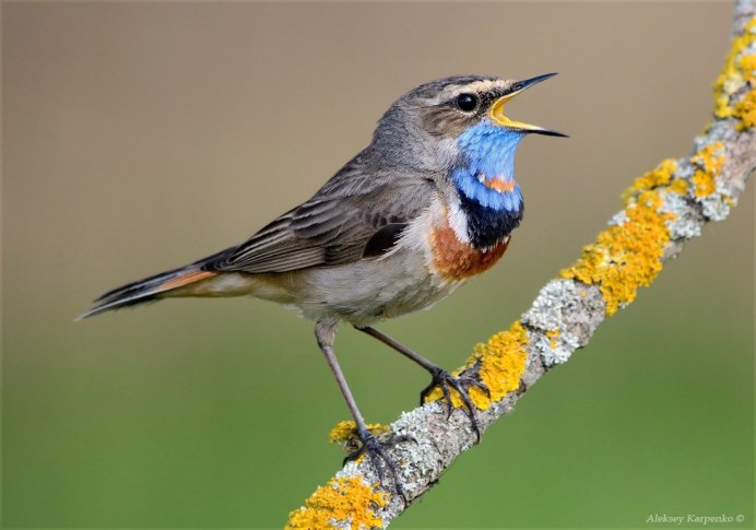 Желтобрюхая пеночка