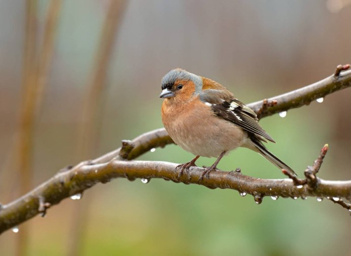 Чиж овсянка зеленушка