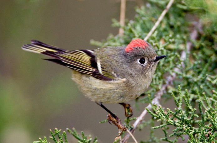 Желтоголовый королёк (Regulus Regulus)