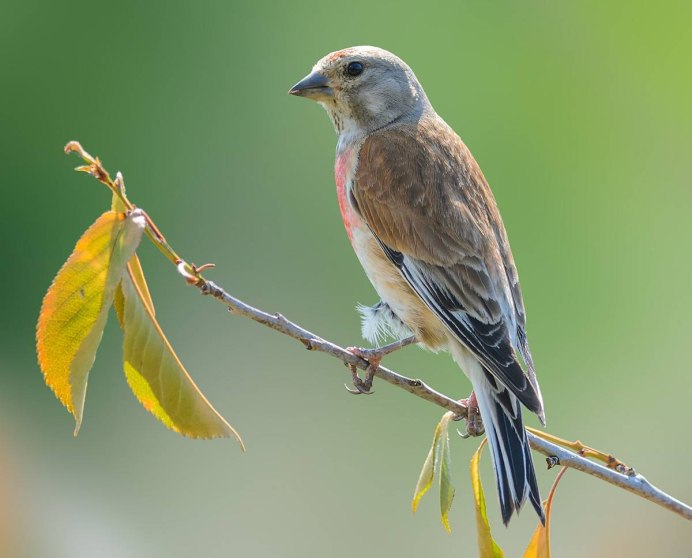 Зарянка Подмосковная