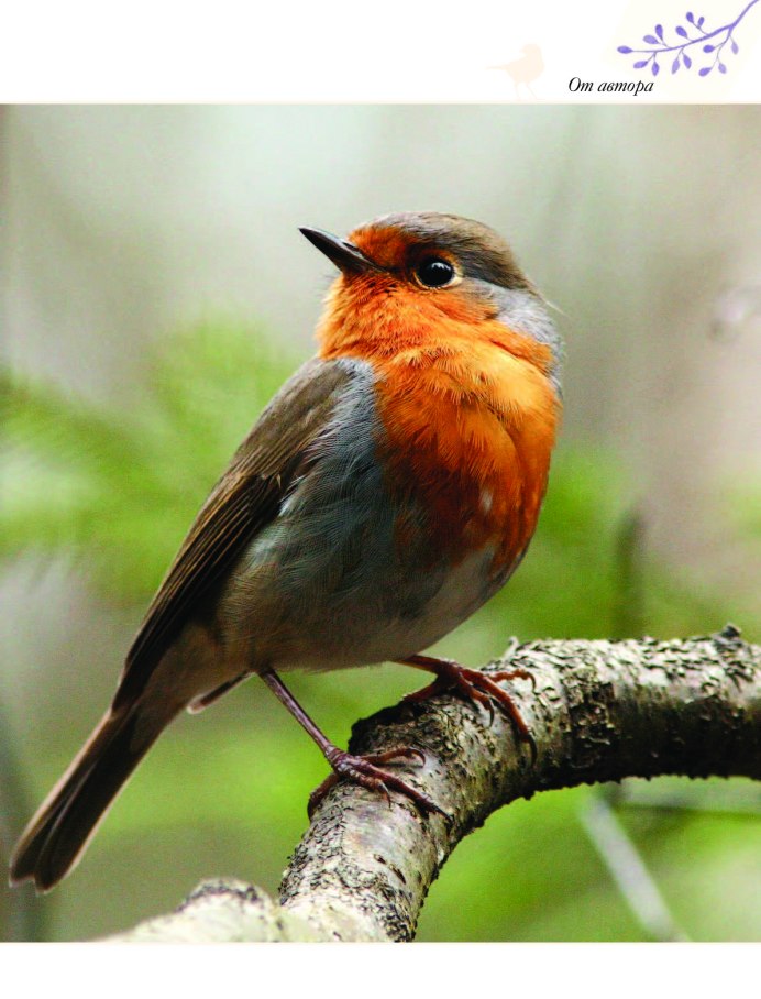 Певчие птицы семейства воробьиных