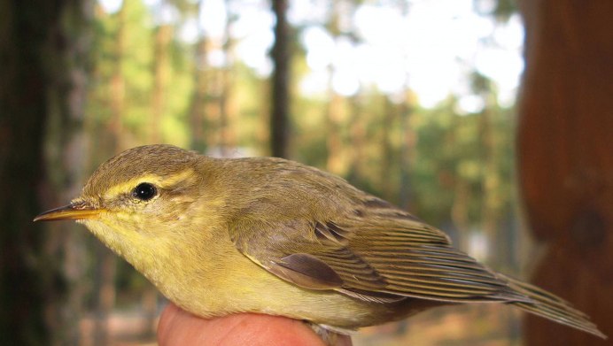 Вертлявая камышевка